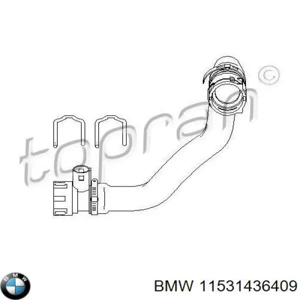 Нижний шлаг радиатора охлаждения 11531436409 BMW