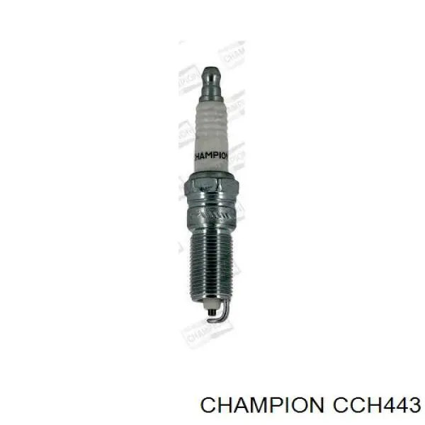 CCH443 Champion
