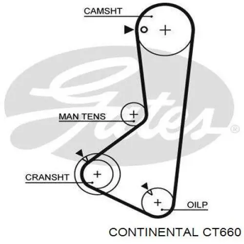 CT660 Continental/Siemens ремень грм