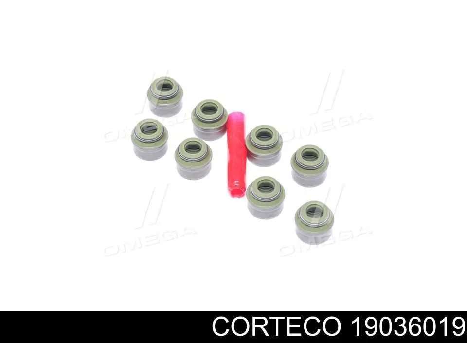 19036019 Corteco сальник клапана (маслосъемный, впуск/выпуск)