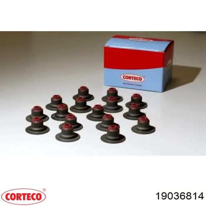 19036814 Corteco сальник клапана (маслосъемный, впуск/выпуск)