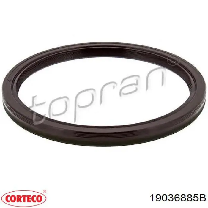 Сальник коленвала коренной Corteco 19036885B