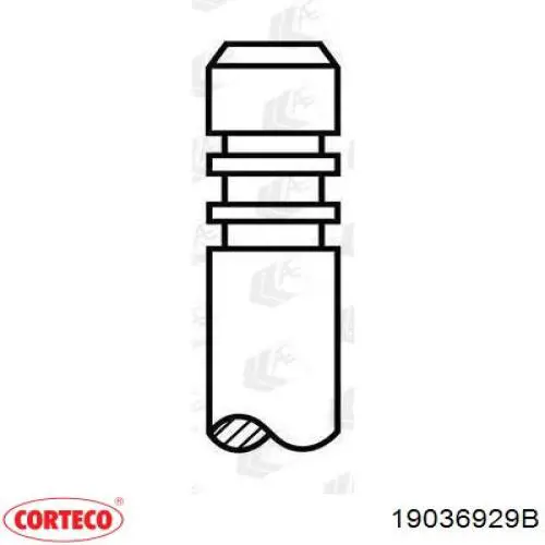 Купить 19036929B Corteco Уплотнительное кольцо, универсальное