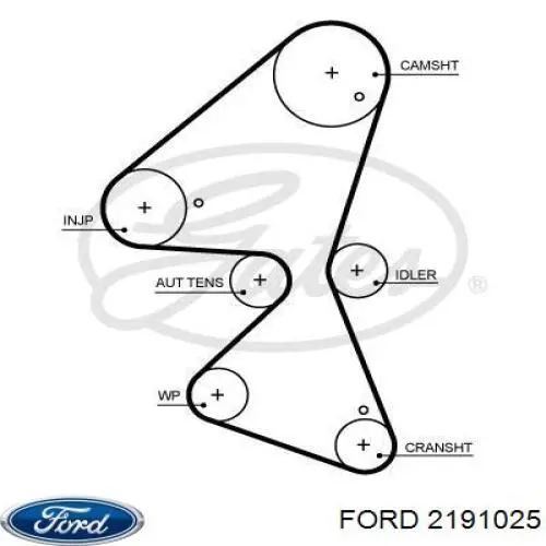 Ремень ГРМ на Ford Focus IV 