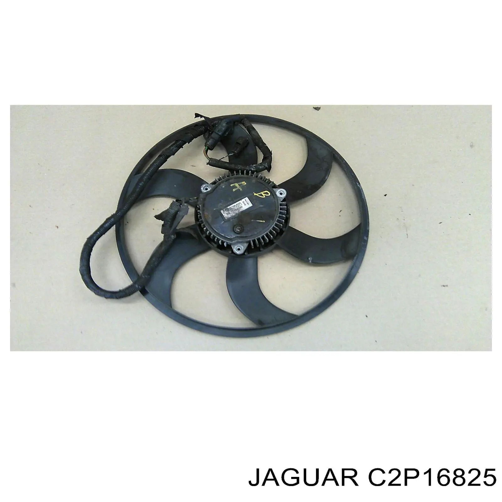 XR847967 Jaguar 