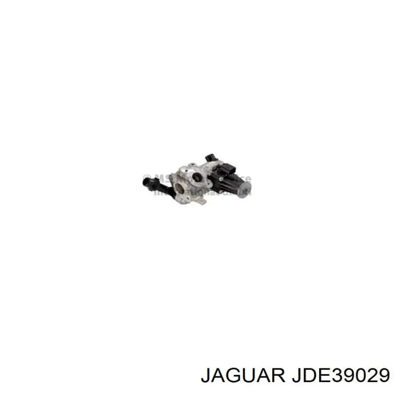  JDE39487 Jaguar