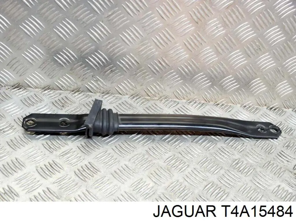  T4A15484 Jaguar