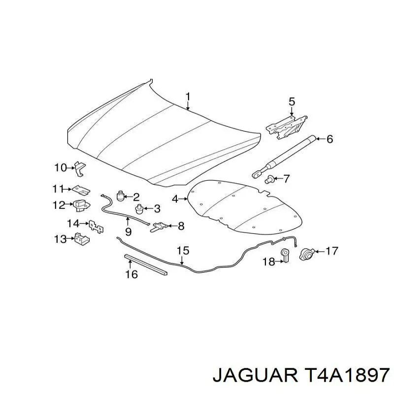  T4A1897 Jaguar