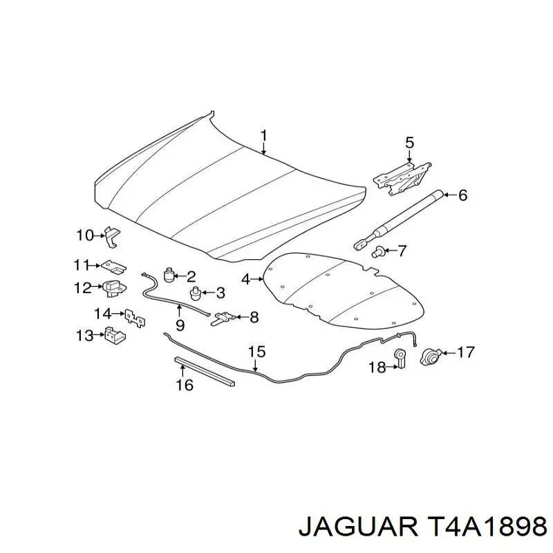 T4A1898 Jaguar 