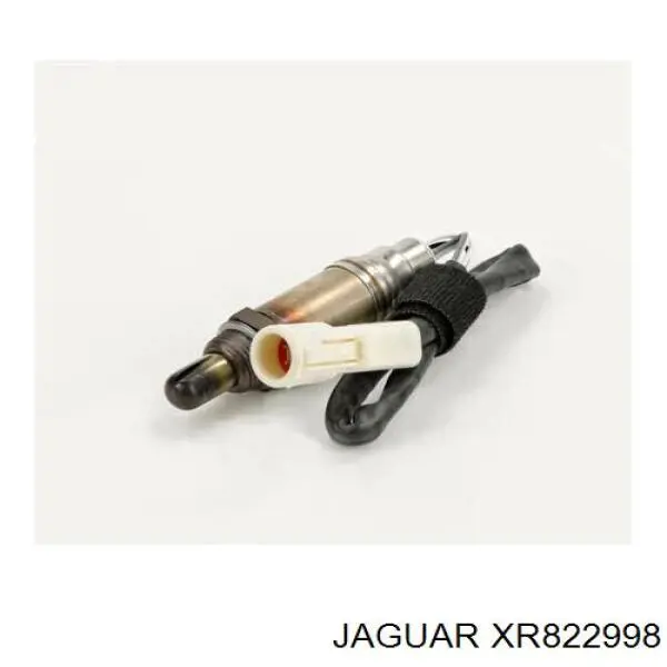 XR822998 Jaguar 