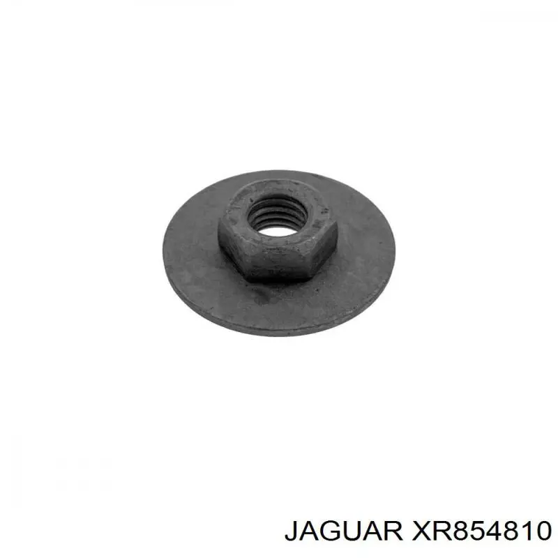  XR854810 Jaguar