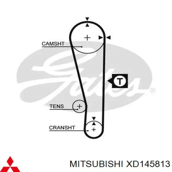 Correa distribucion XD145813 Mitsubishi