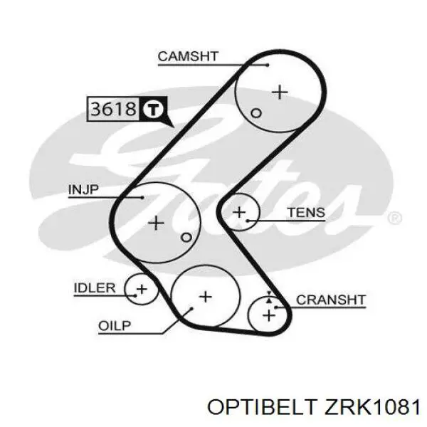 Correa distribucion ZRK1081 Optibelt