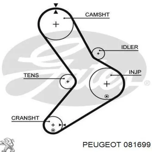 081699 Peugeot/Citroen ремень грм