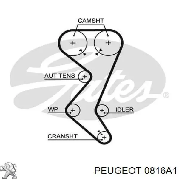 0816A1 Peugeot/Citroen ремень грм