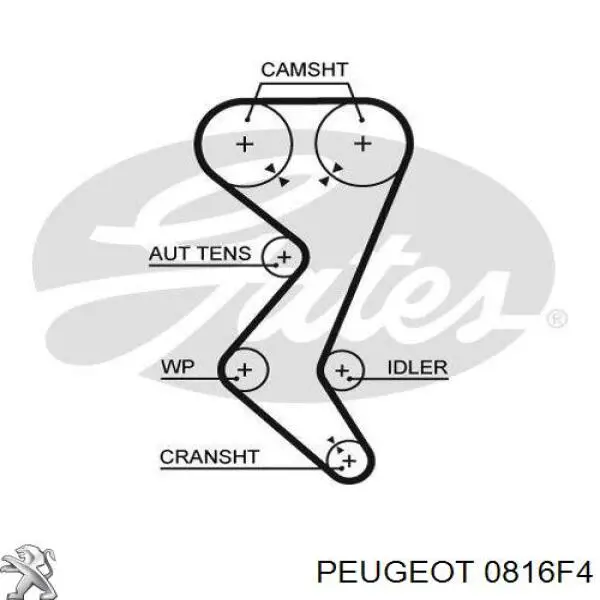 0816F4 Peugeot/Citroen Ремень двигателя
