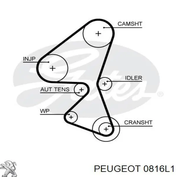 0816L1 Peugeot/Citroen ремень грм