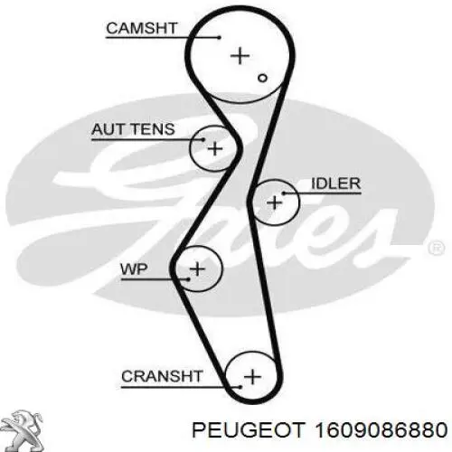 Купить 1609086880 Peugeot/Citroen Ремень газораспределительного механизма