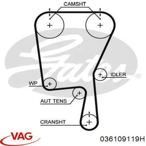 ГРМ ремни VAG 036109119H
