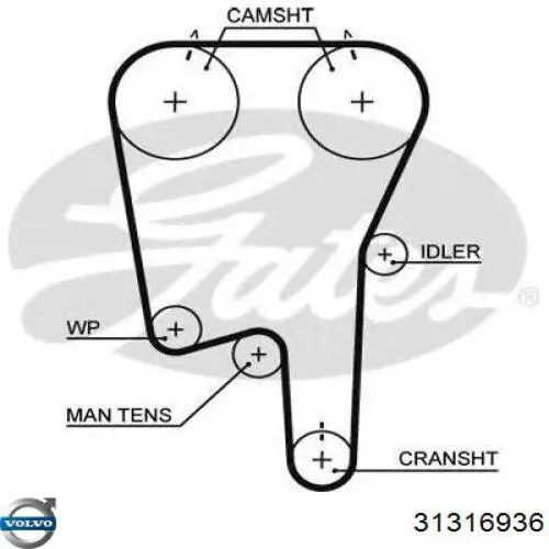 Зубчатый ремень Volvo 31316936 цена, от 23.45 USD