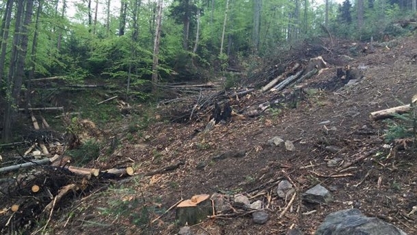 Вирубка Карпат