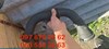 Правая трубка интеркуллера 8200177586 RENAULT