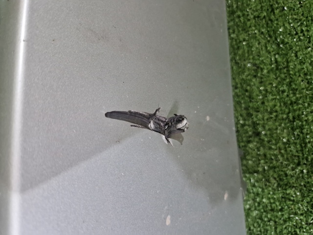 51119881521 BMW купить в Павлоград