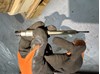Свечи накала 03L905061G VAG