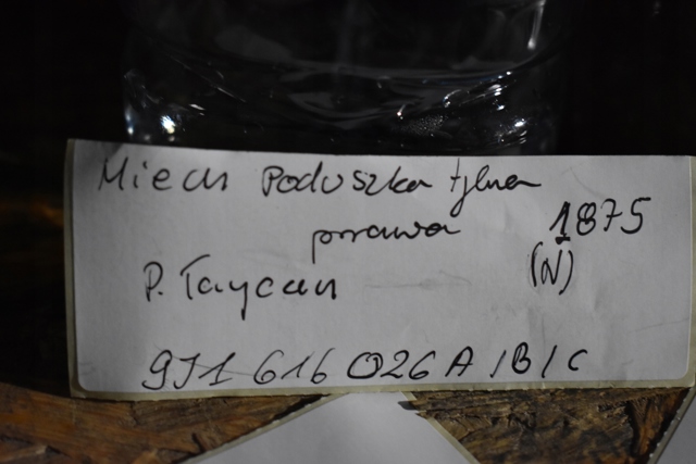 9J1616026 PORSCHE Пневмоподушка (пневморессора) моста заднего купить в Черновцы