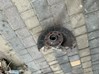 Цапфа - поворотный кулак передний, левый 1K0407255AA VAG