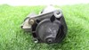 Motor de arranco 0001108166 VOLVO
