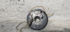 Anel AIRBAG de contato, cabo plano do volante 1684600149 MERCEDES