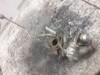 Turbina Toyota Corolla E12J