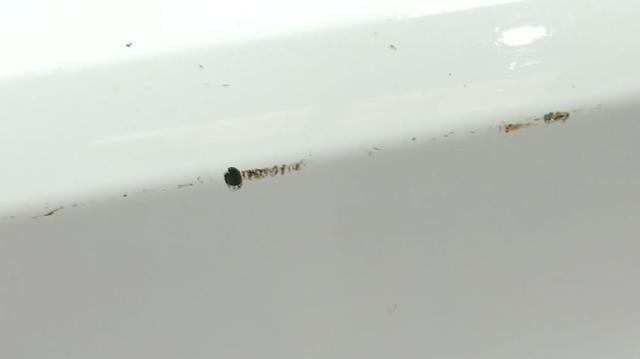 Pára-choque traseiro Ford Kuga 1 CBV