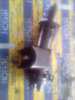 Antena (anel) de imobilizador 46528244 FIAT