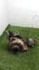 Turbina 9682778680 PEUGEOT