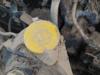 Tanque de fluido para lavador de vidro A4158690020 MERCEDES