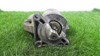 Motor de arranco D9E48 PEUGEOT