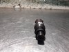 Inyector para citroen c15  161a LCR6730705D