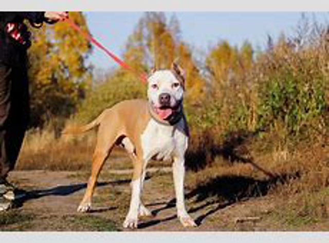 FP4424963 FPS Кронштейн бампера заднего внешний левый