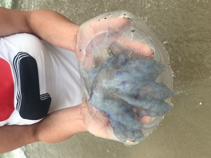 Авторазборка AUDI A6 C5 седан (4B2, 4B4) (1997 - 2005)